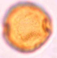pallida